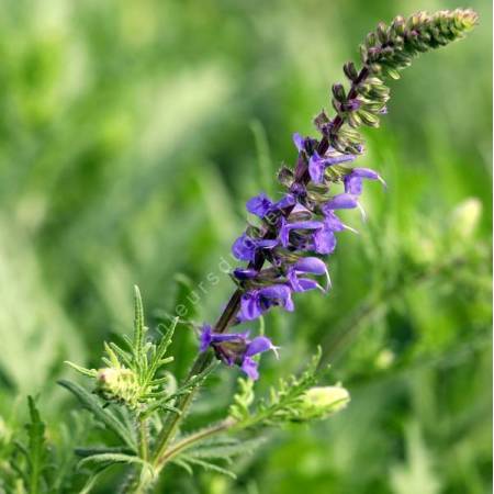 Salvia 'Carina' - Sauge à plumes