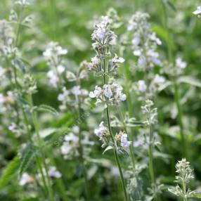 Nepeta 'Glace de Glacier' - Herbe à chat