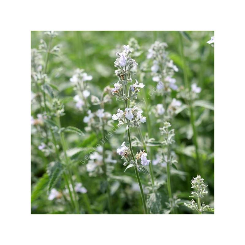 Nepeta 'Glace de Glacier' - Herbe à chat