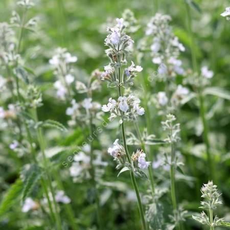 Nepeta 'Glace de Glacier' - Herbe à chat