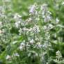 Nepeta 'Glace de Glacier' - Herbe à chat