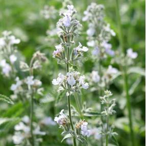 Nepeta 'Glace de Glacier' - Herbe à chat
