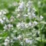 Nepeta 'Glace de Glacier' - Herbe à chat