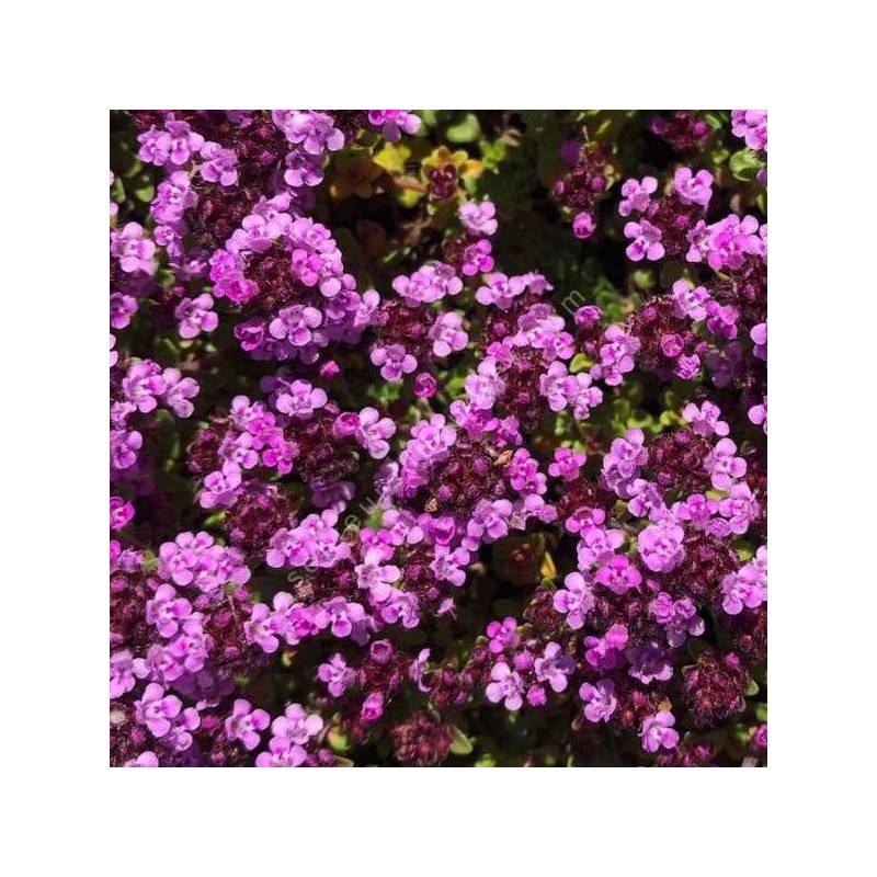 Thymus 'Caborn Wine and Roses'