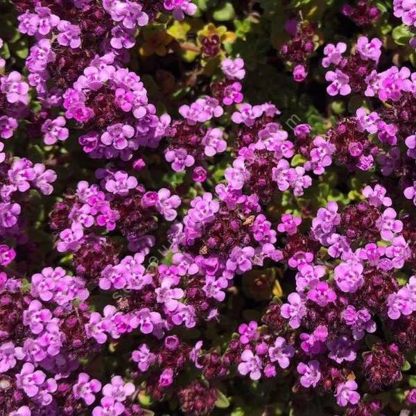 Thymus 'Caborn Wine and Roses'