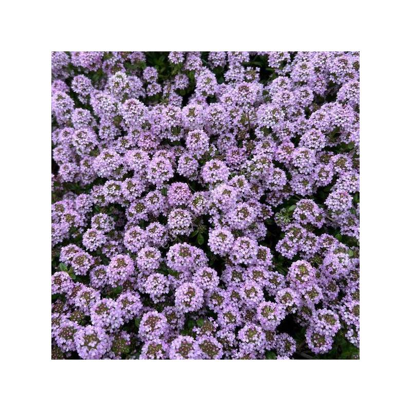 Thymus 'Pink Chintz'
