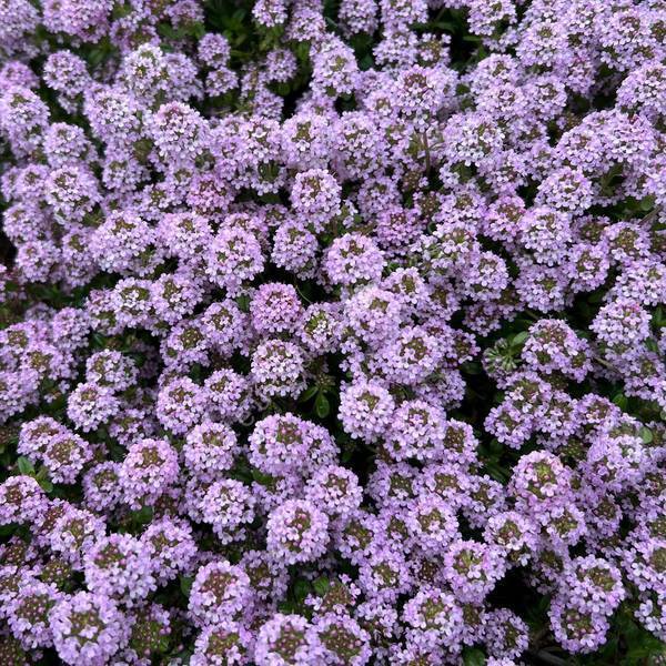 Thymus 'Pink Chintz'
