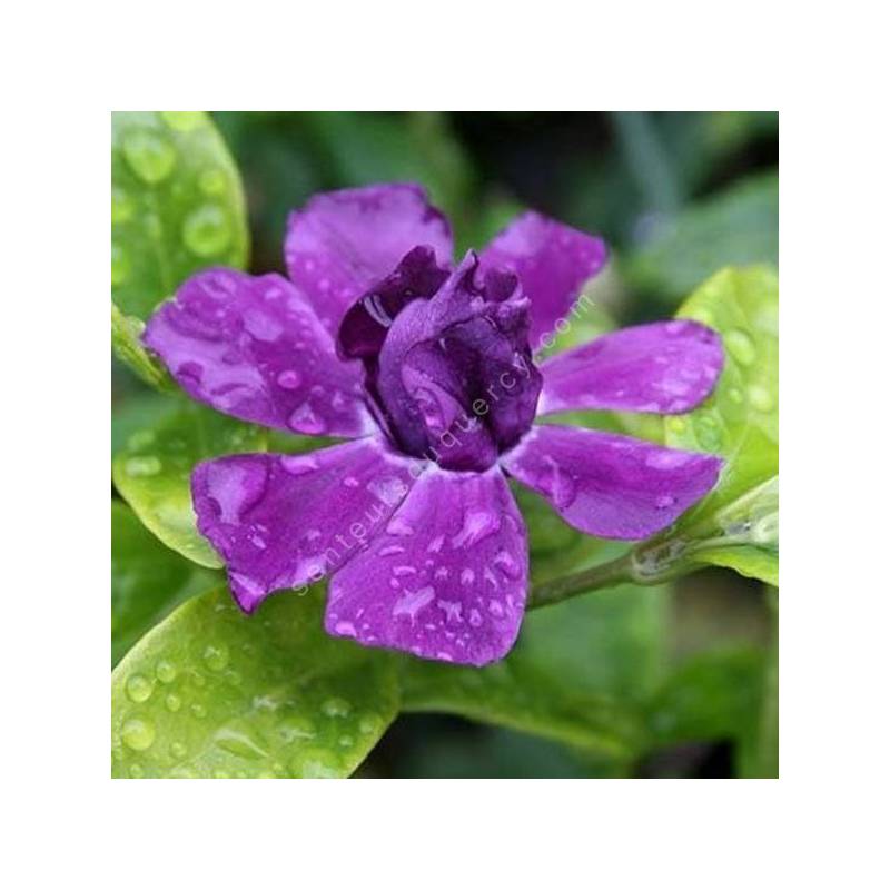 Vinca minor 'Multiplex' - Petite pervenche à fleur pourpre double