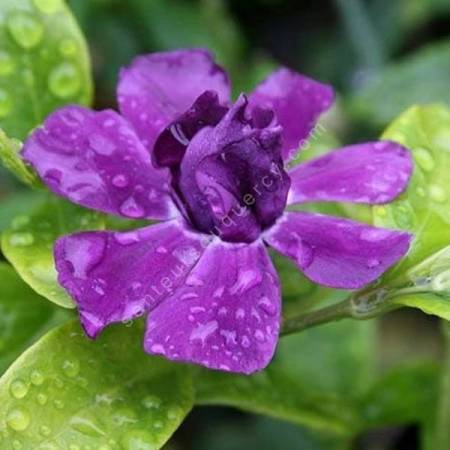 Vinca minor 'Multiplex' - Petite pervenche à fleur pourpre double