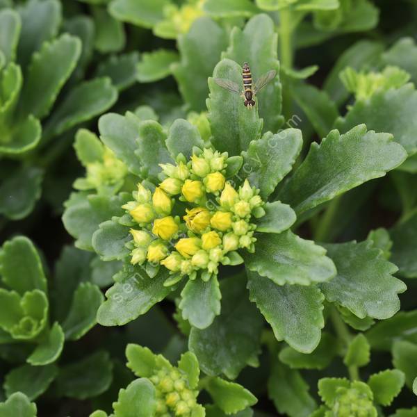Phedimus kamtschaticus 'Little Miss Sunshine' Phedimus kamtschaticus 'Little Miss Sunshine'