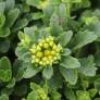 Phedimus kamtschaticus 'Little Miss Sunshine'