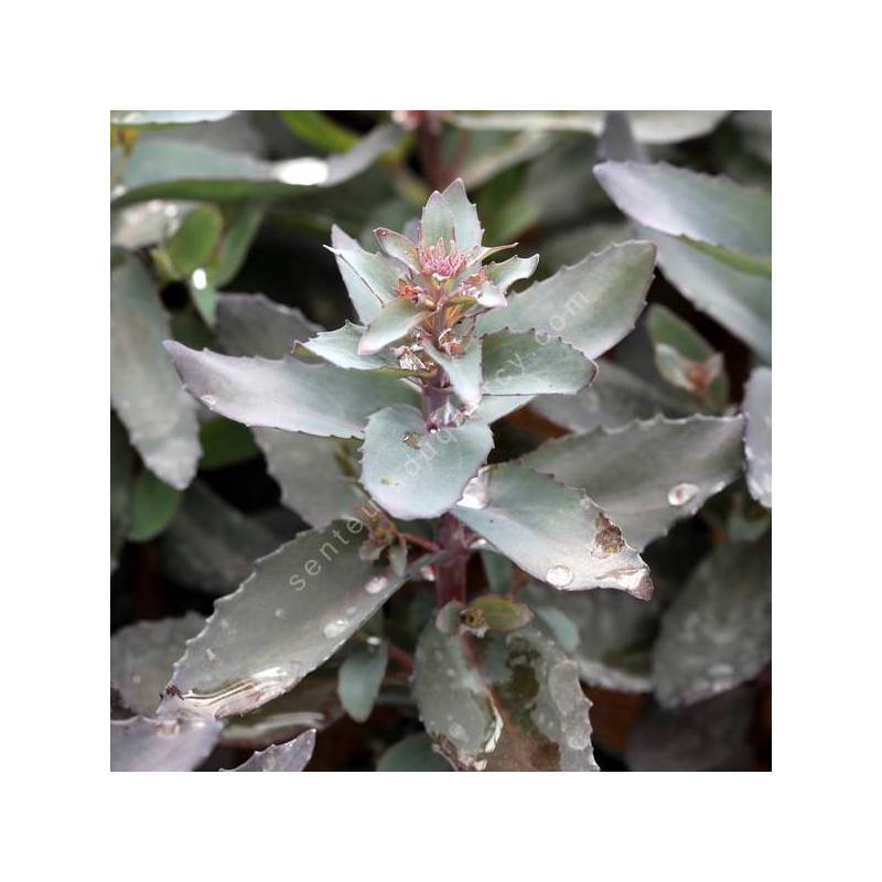 Hylotelephium telephium 'José Aubergine' - Sedum à feuille pourpre