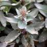Hylotelephium telephium 'José Aubergine' - Sedum à feuille pourpre