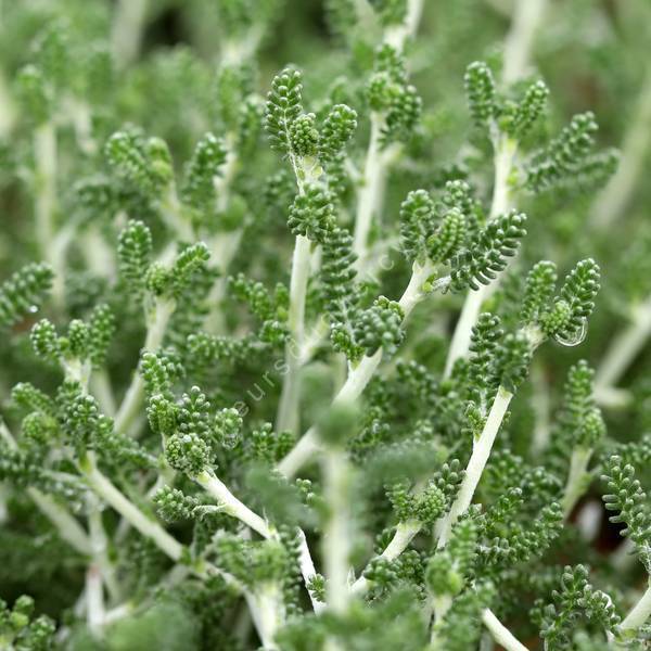Santolina magonica ''feuille verte'' Santolina magonica ''feuille verte''