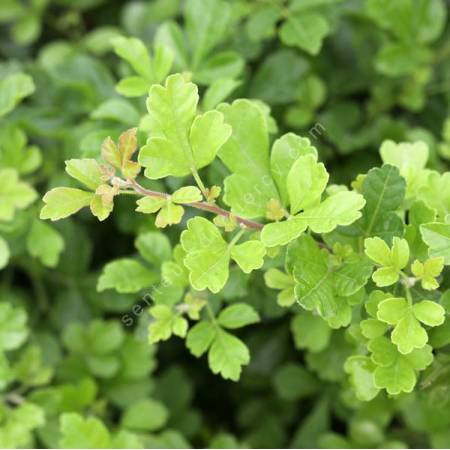Rhus trilobata - Sumac à feuille trilobée