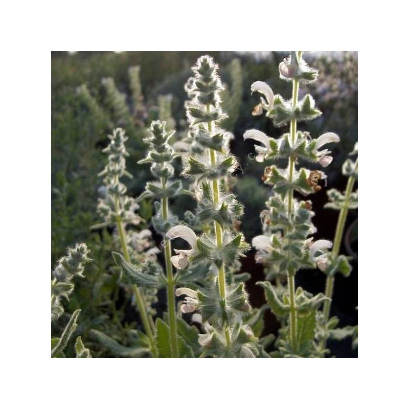 Salvia dominica - Sauge de Saint-Domingue