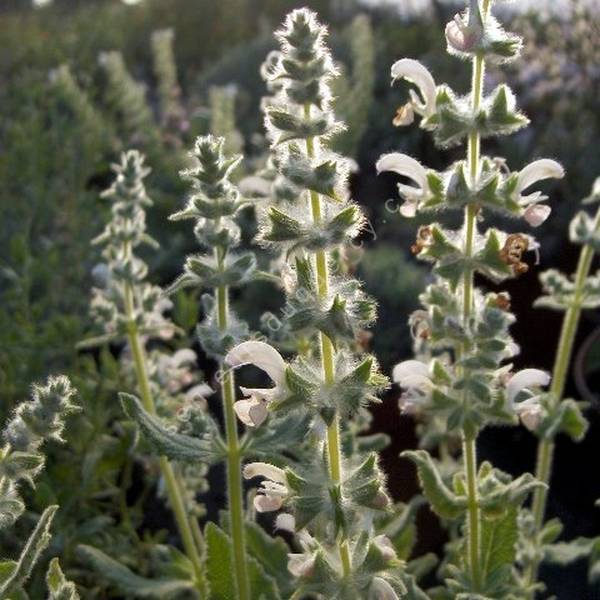 Salvia dominica - Sauge de Saint-Domingue Salvia dominica - Sauge de Saint-Domingue