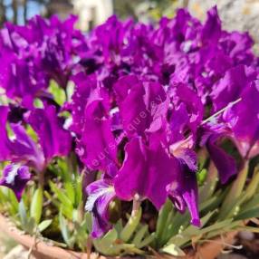 Iris lutescens 'Denis' - Iris des garrigues