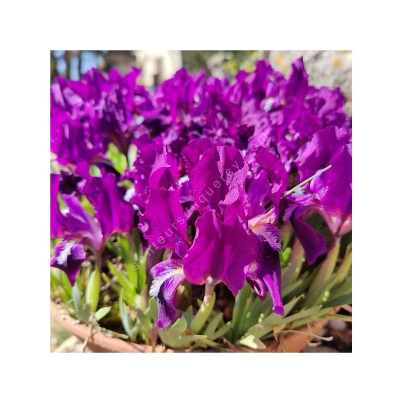 Iris lutescens 'Denis' - Iris des garrigues