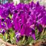 Iris lutescens 'Denis' - Iris des garrigues