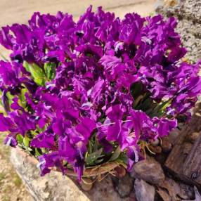 Iris lutescens 'Denis' - Iris des garrigues