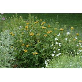 Phlomis bourgaei - plante