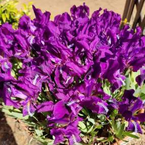 Iris lutescens 'Denis' - Iris des garrigues