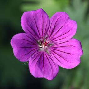 Geranium 'Tiny Monster' - Grand géranium