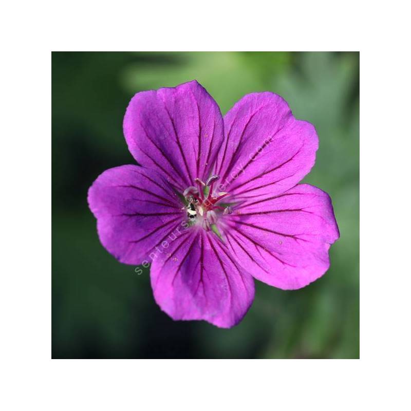 Geranium 'Tiny Monster' - Grand géranium