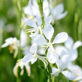 Gaura lindheimeri 'Brise Fraiche' - Gaura blanc pur