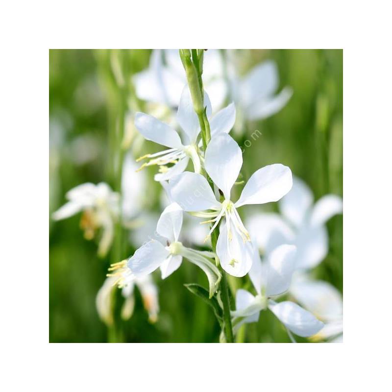 Gaura lindheimeri 'Brise Fraiche' - Gaura blanc pur