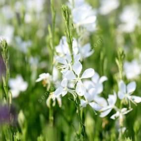 Gaura lindheimeri 'Brise Fraiche' - Gaura blanc pur