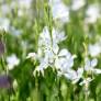 Gaura lindheimeri 'Brise Fraiche' - Gaura blanc pur
