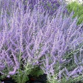 Perovskia atriplicifolia 'Blue Steel' - Lavande d'Afghanistan compacte