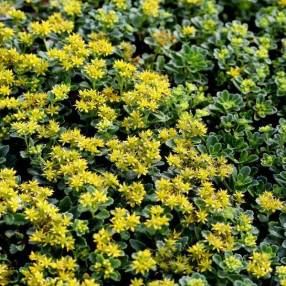 Phedimus kamtschaticus 'Little Miss Sunshine'