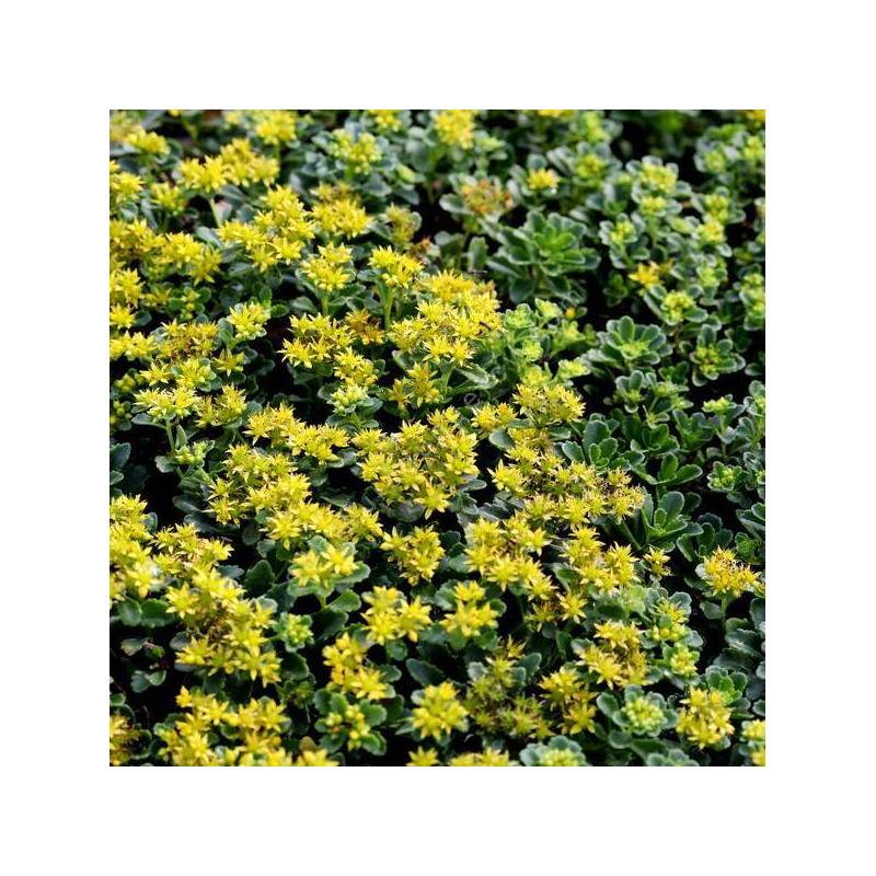 Phedimus kamtschaticus 'Little Miss Sunshine'