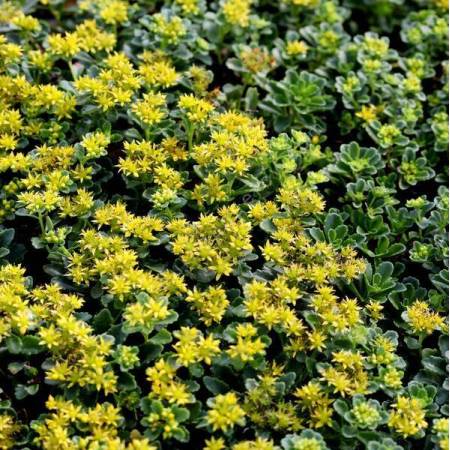 Phedimus kamtschaticus 'Little Miss Sunshine'
