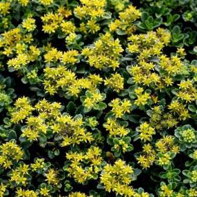 Phedimus kamtschaticus 'Little Miss Sunshine'