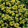 Phedimus kamtschaticus 'Little Miss Sunshine'