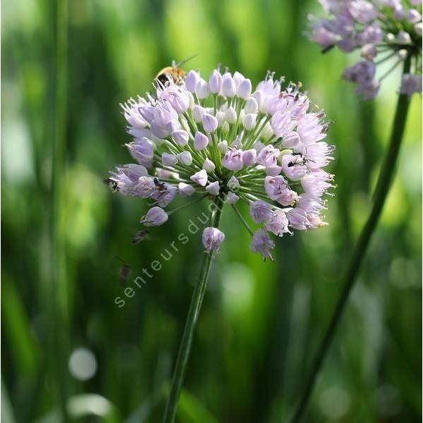 Allium lusitanicum 'Summer Beauty' Allium lusitanicum 'Summer Beauty'