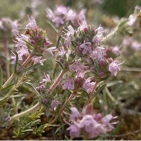 Thymus comptus - Thym rampant