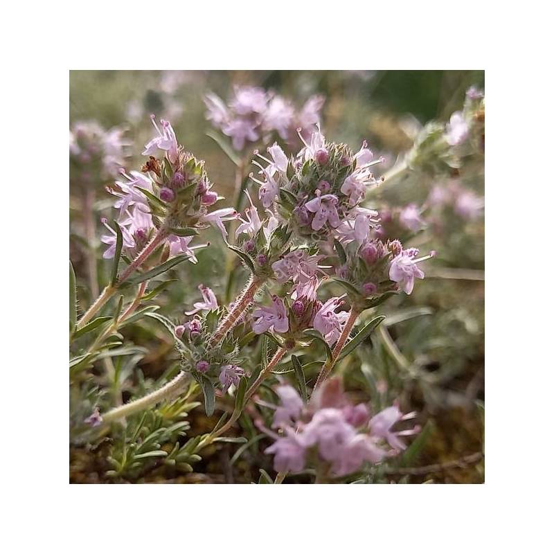 Thymus comptus - Thym rampant