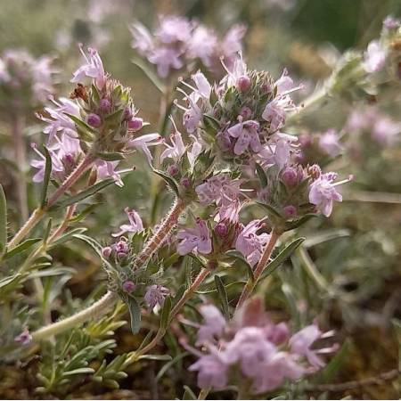 Thymus comptus - Thym rampant