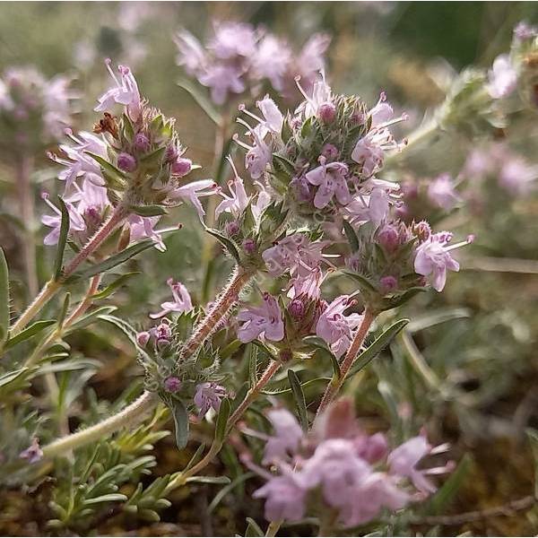 Thymus comptus - Thym rampant Thymus comptus - Thym rampant