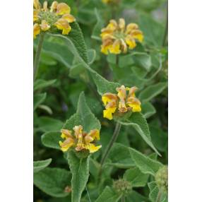 Phlomis bourgaei