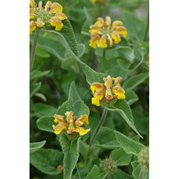 Phlomis bourgaei