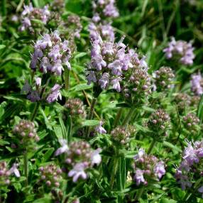 Thymus pannonicus - thym Hongrois