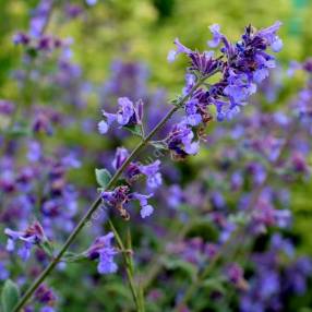 Nepeta 'Blue Wonder' - Herbe à chat compacte
