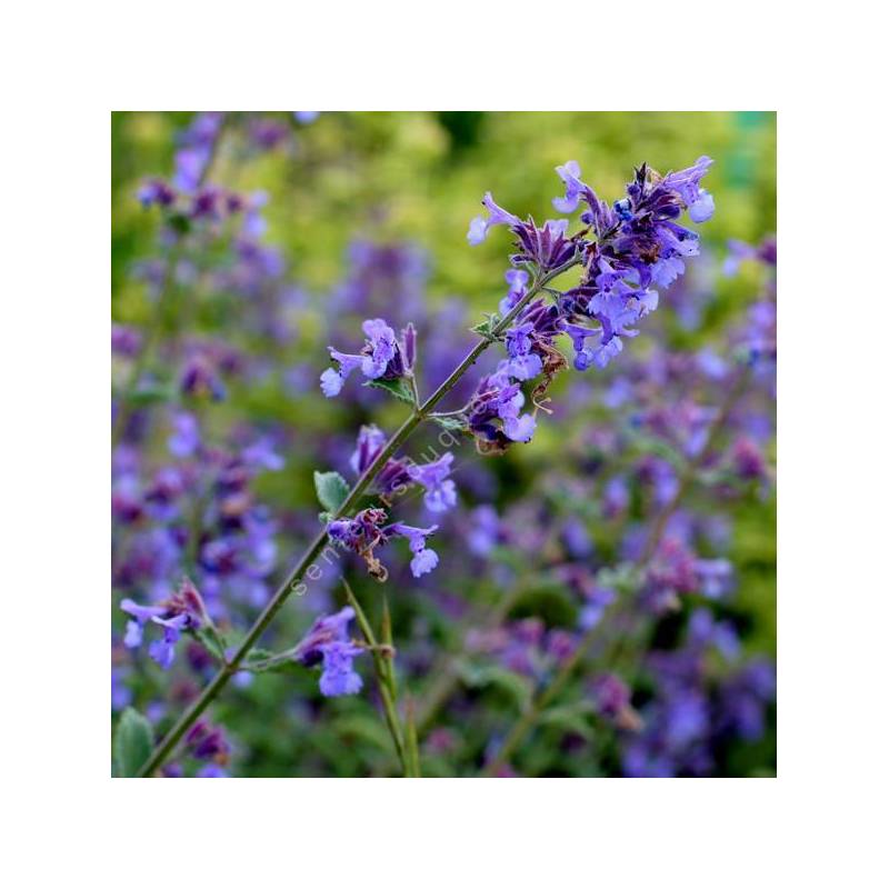 Nepeta 'Blue Wonder' - Herbe à chat compacte