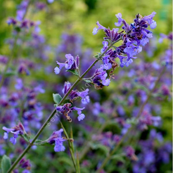Nepeta 'Blue Wonder' - Herbe à chat compacte